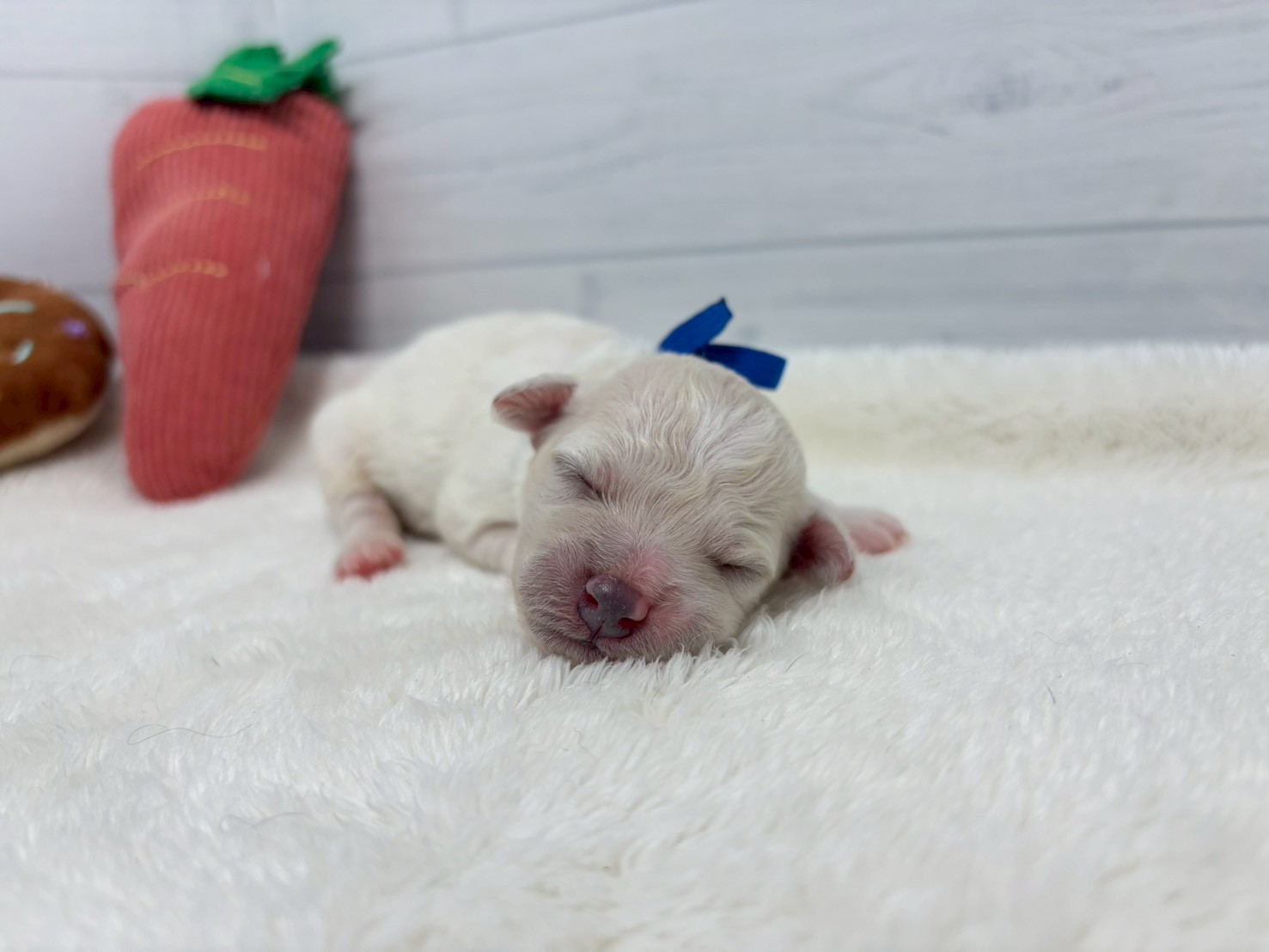 赤ちゃん写真1-1