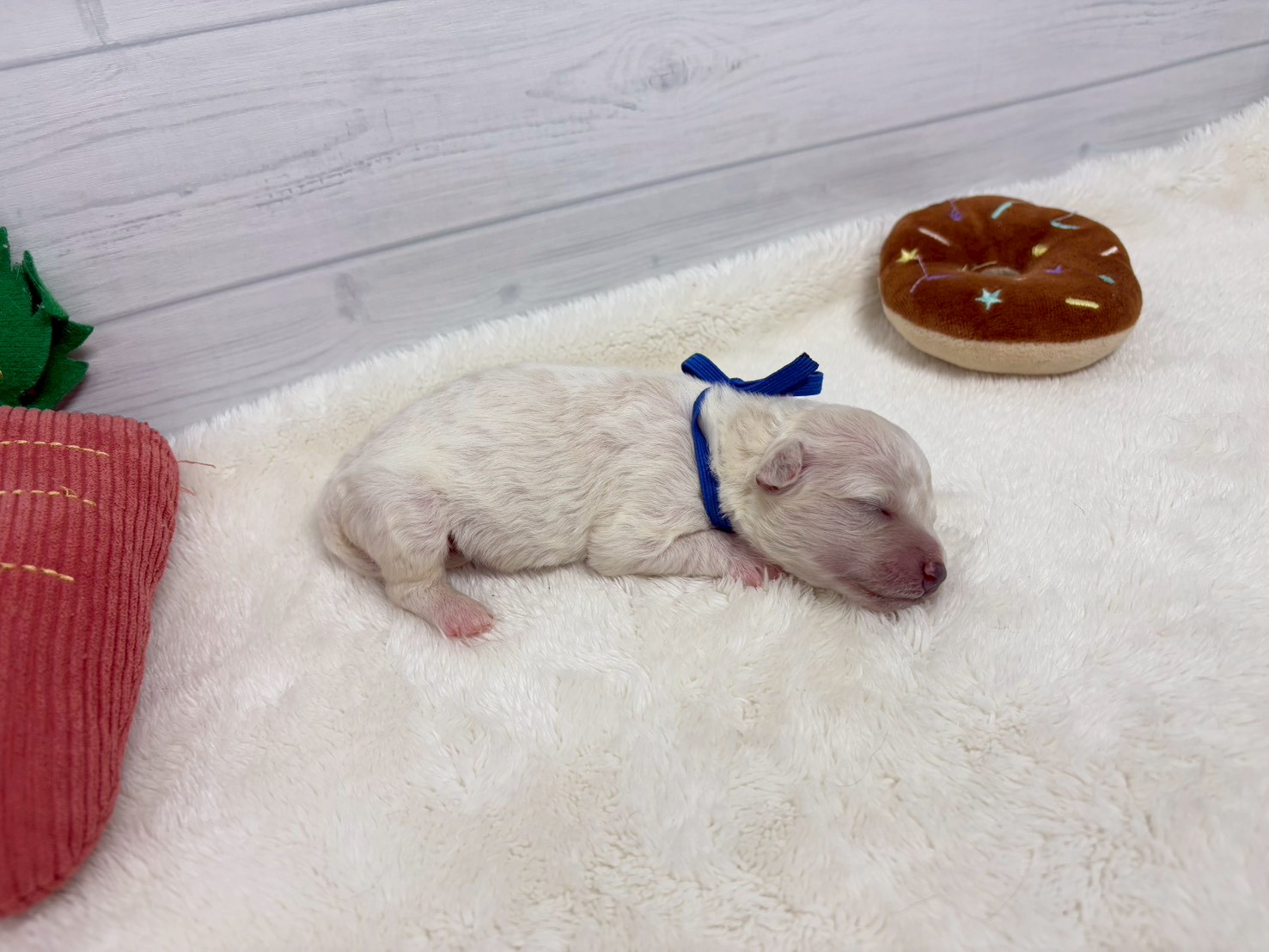 赤ちゃん写真1-2