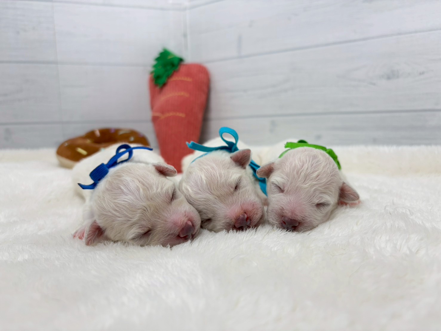 赤ちゃん写真1-3