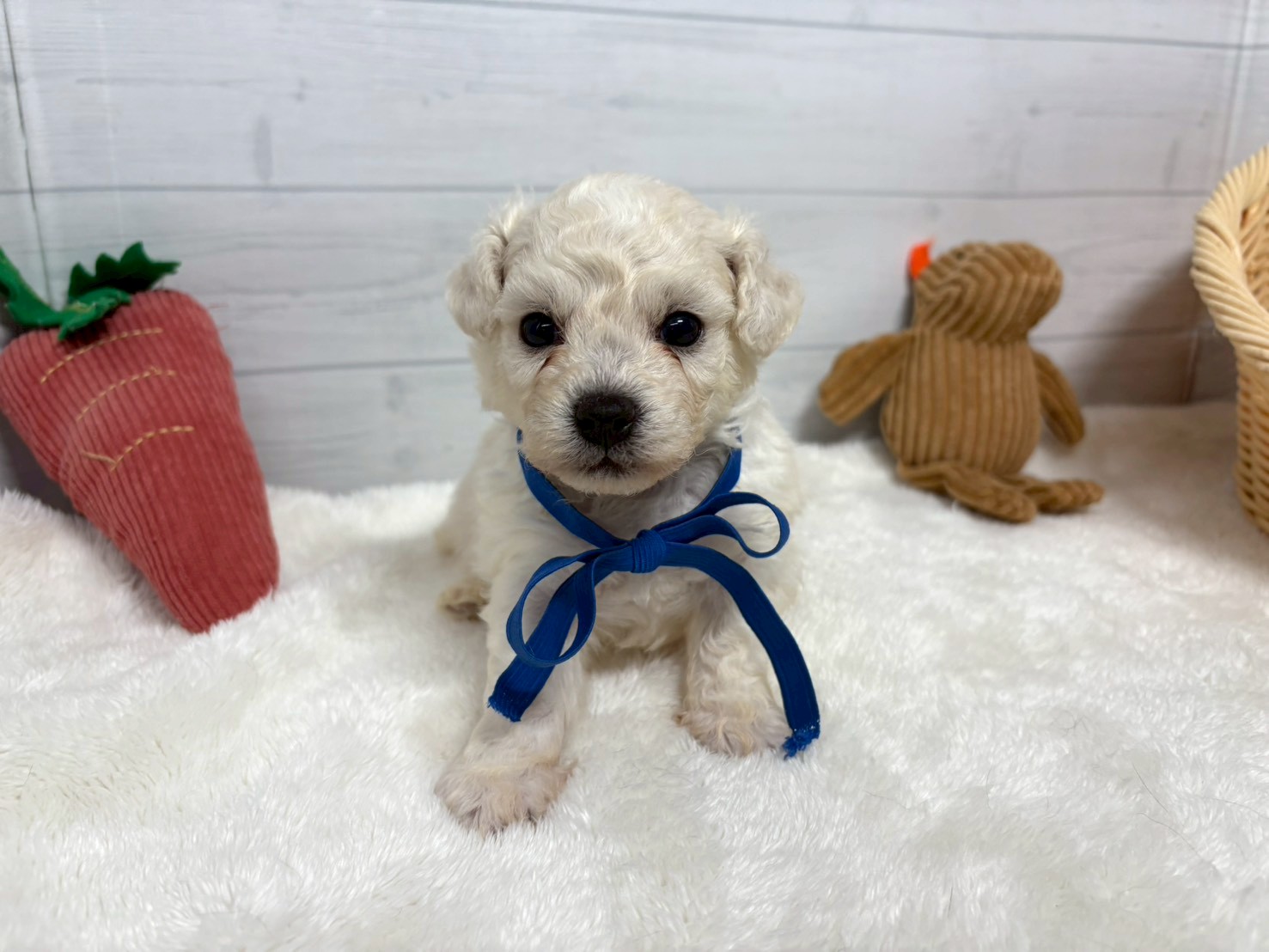 赤ちゃん写真2-1