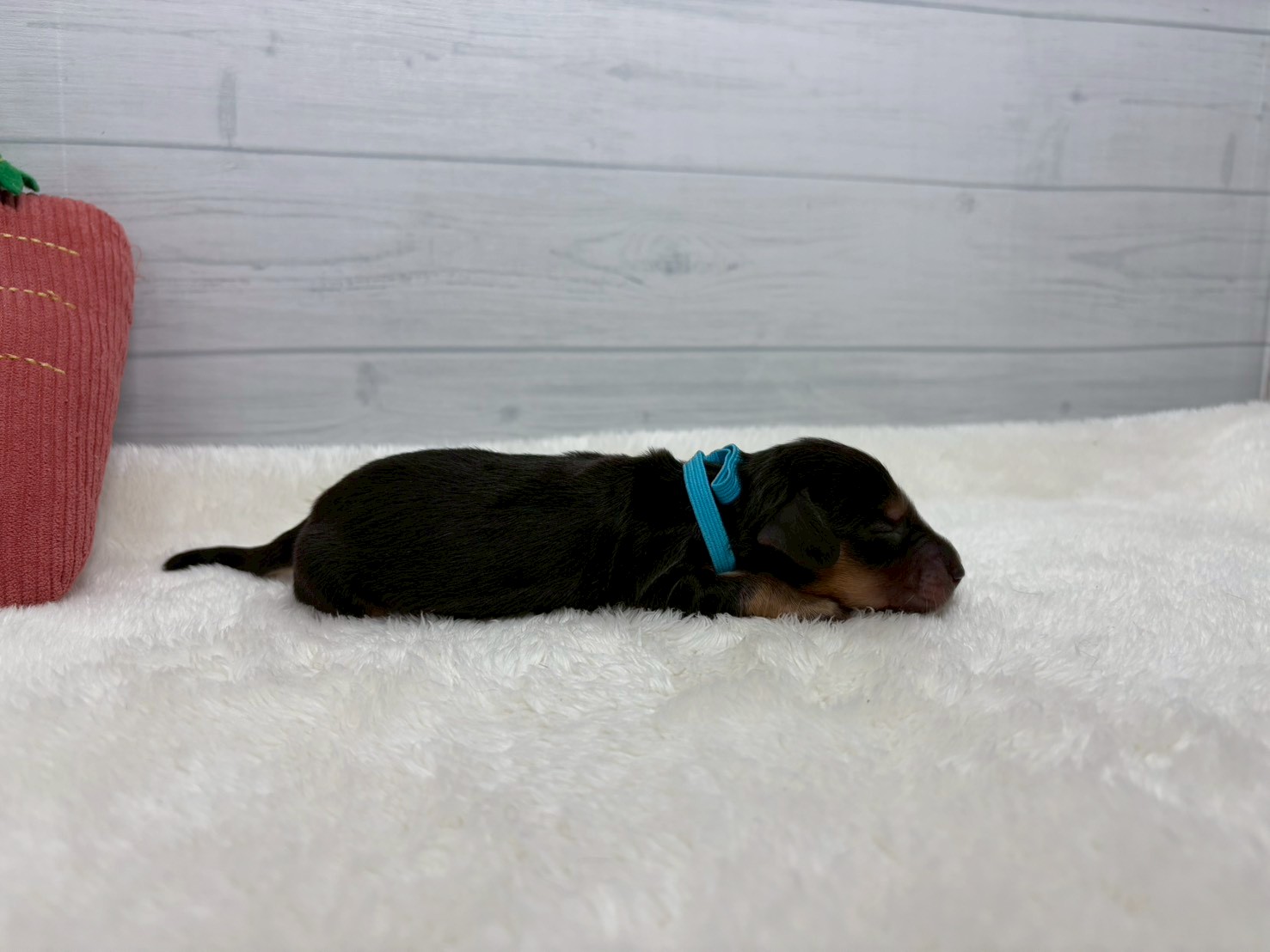 赤ちゃん写真1-2