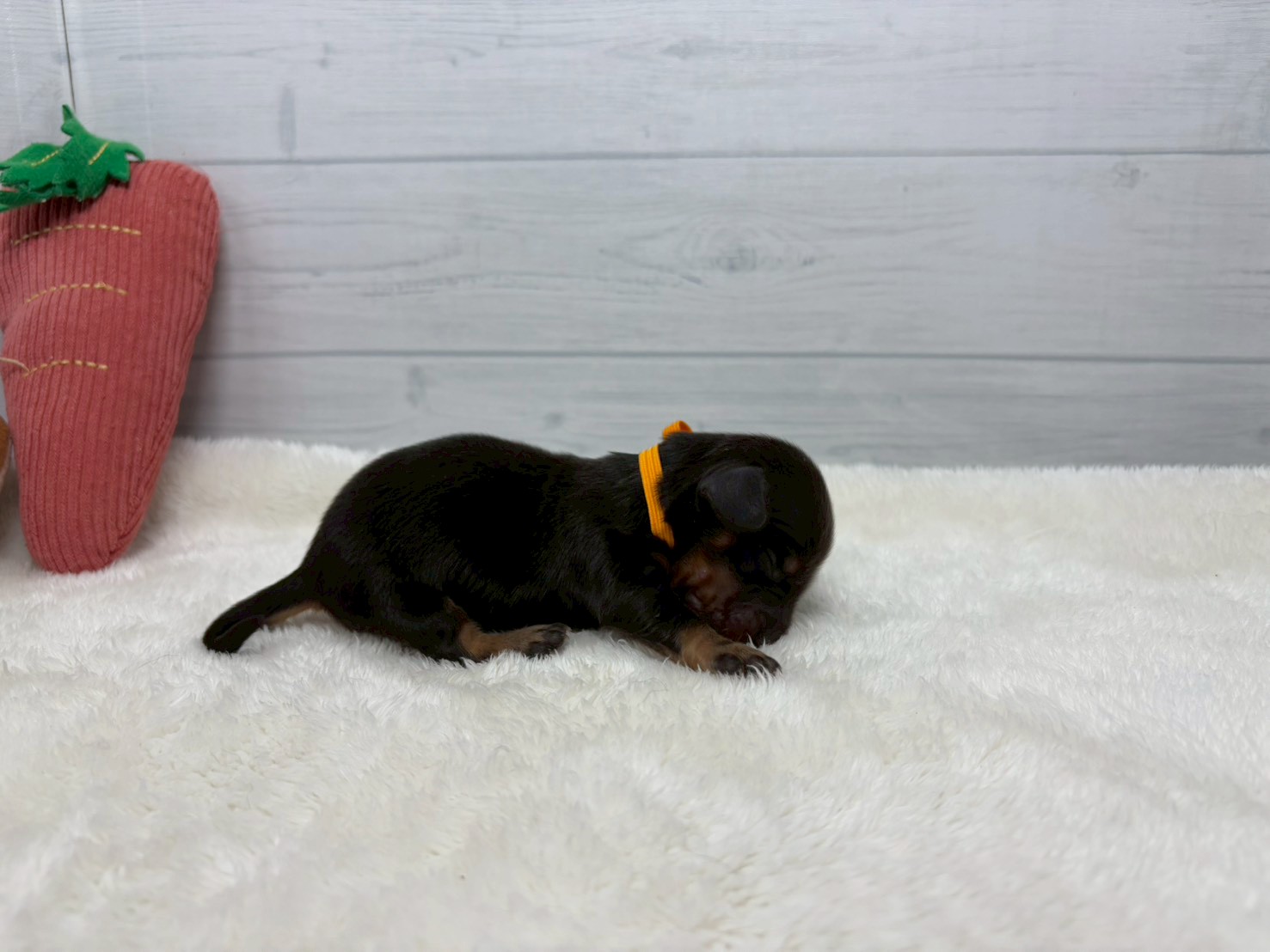 赤ちゃん写真1-2