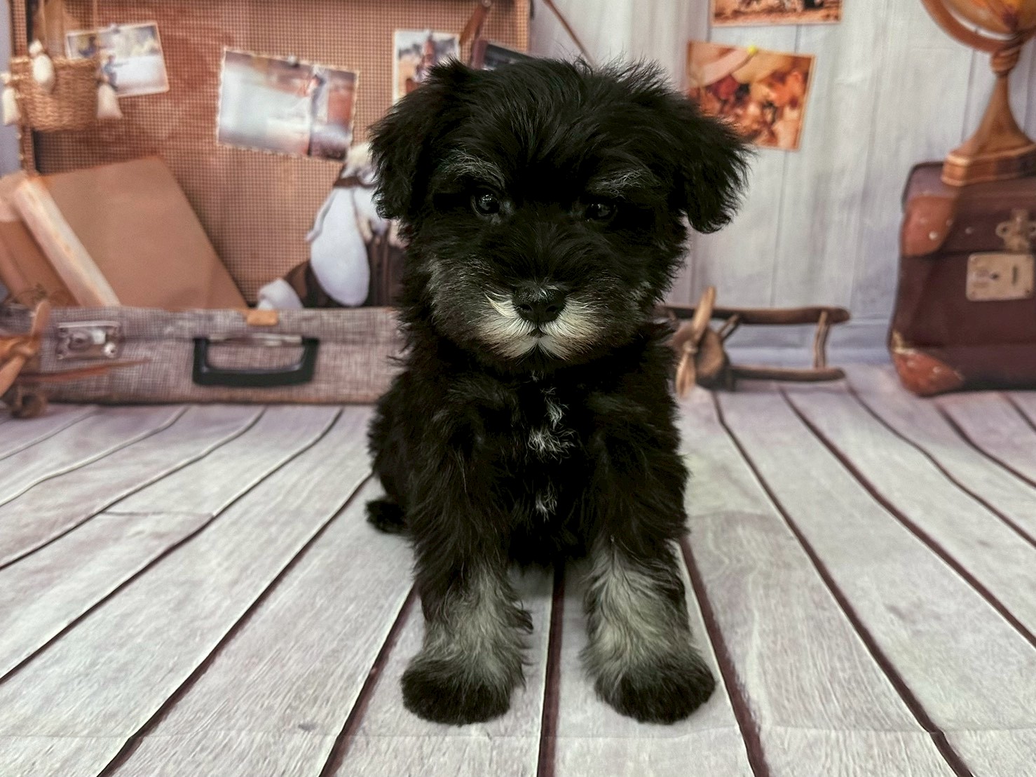 ミニチュア・シュナウザー