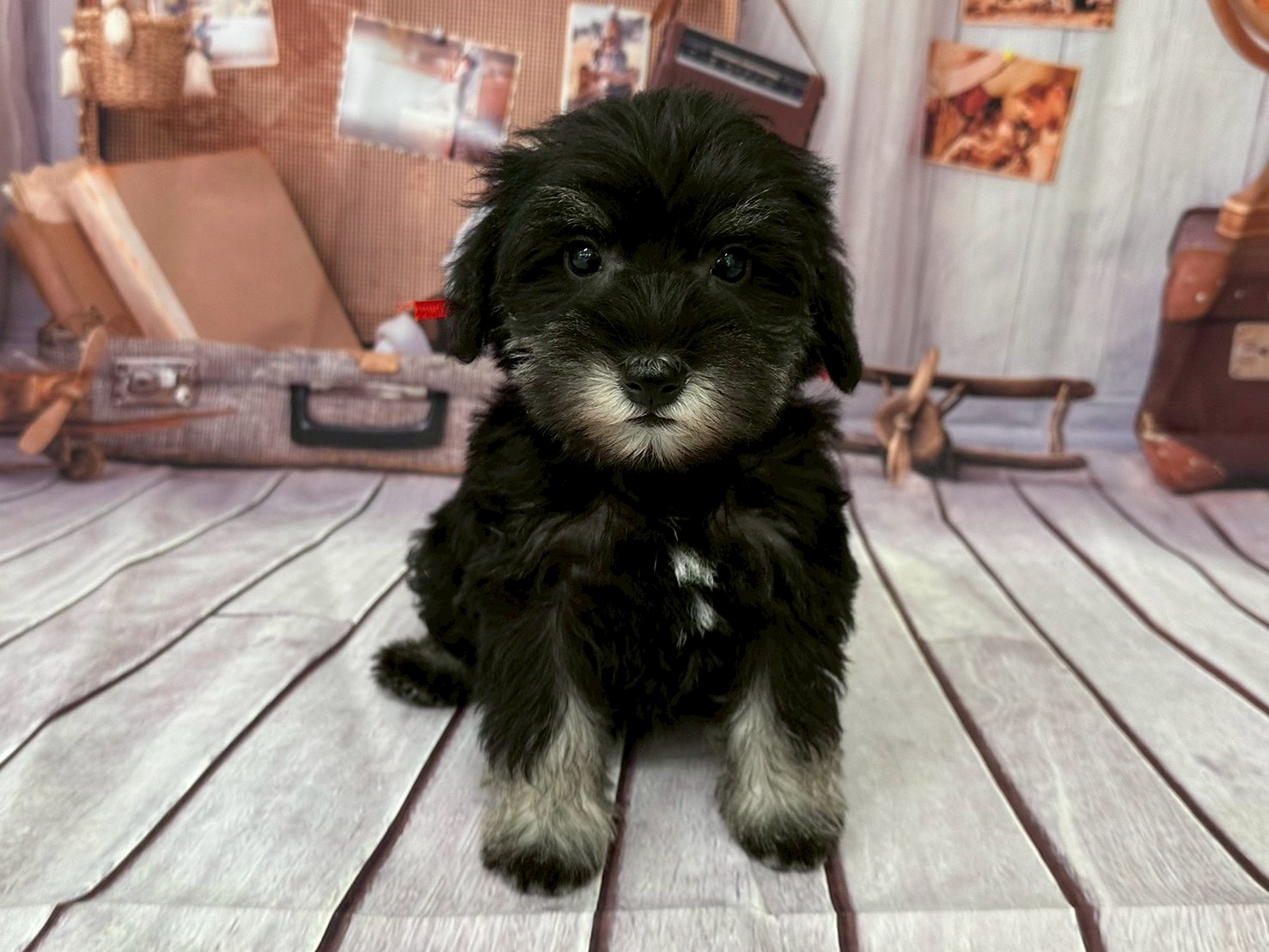 ミニチュア・シュナウザー