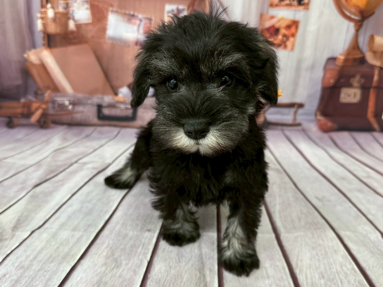 ミニチュア・シュナウザー