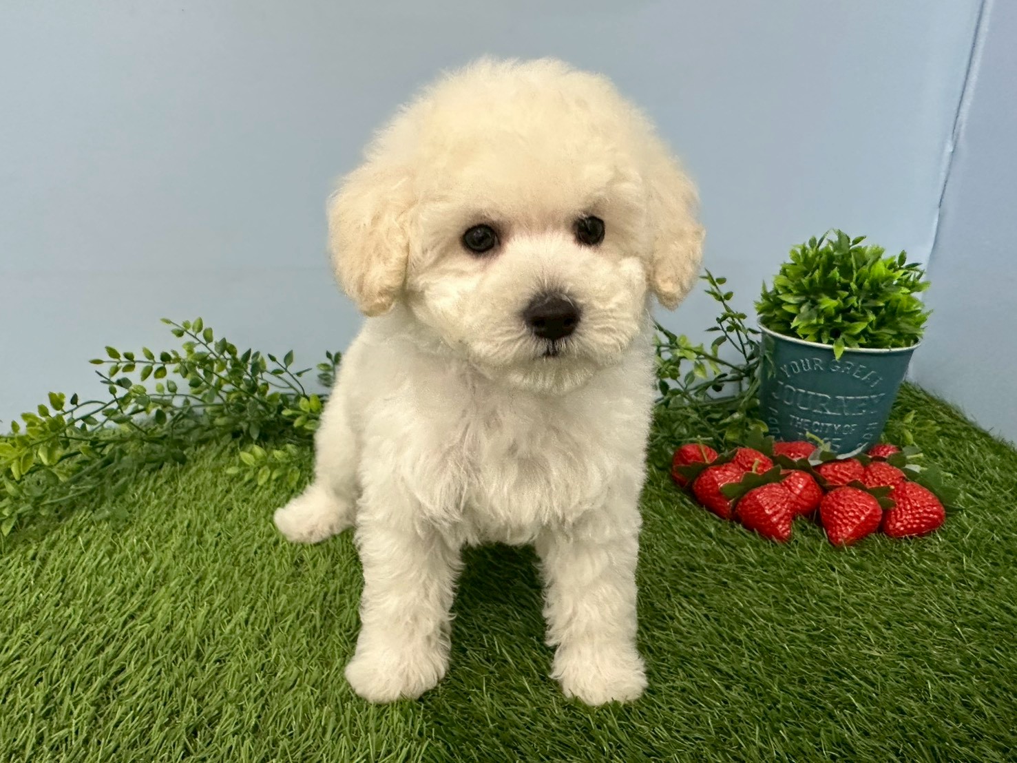 トイ・プードル