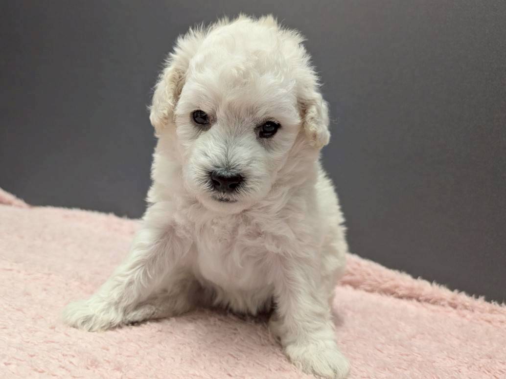 トイ・プードル