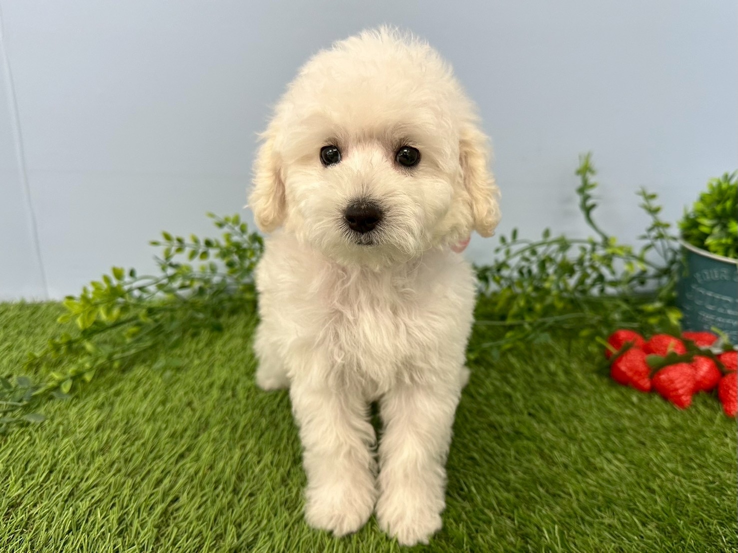 トイ・プードル