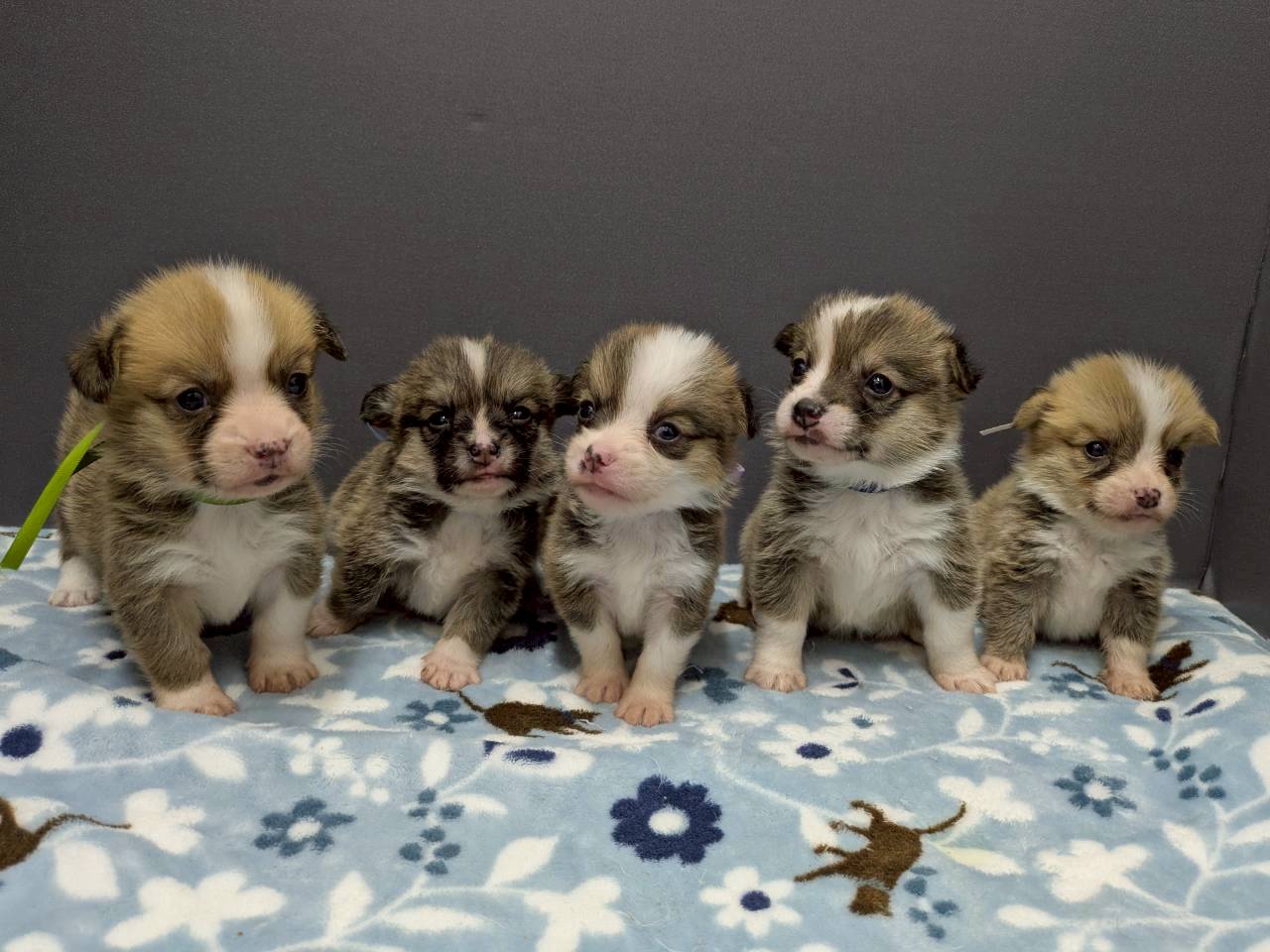 赤ちゃん写真2-3