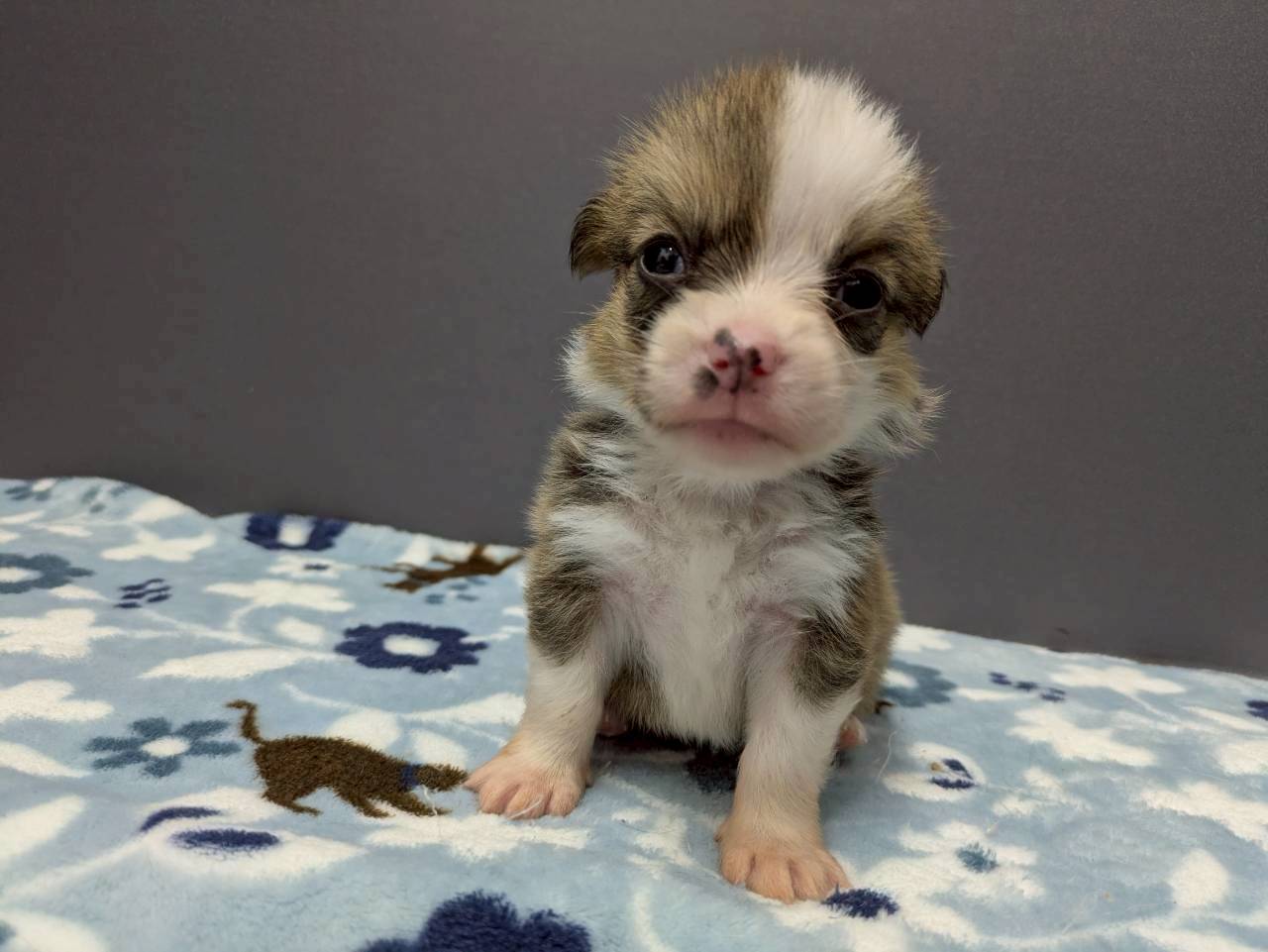 ウェルシュ・コーギー・ペンブローク