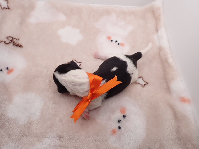 赤ちゃん写真1-3