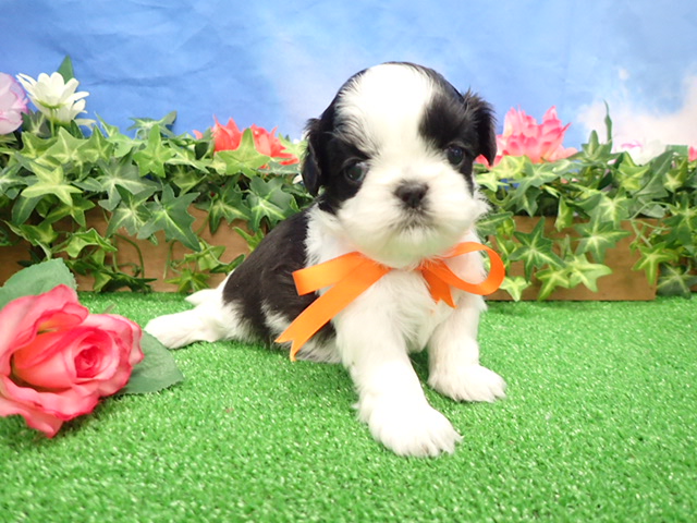 赤ちゃん写真2-1