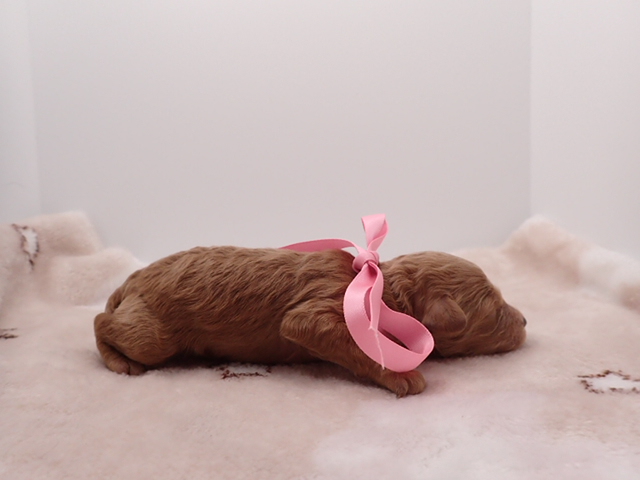 赤ちゃん写真1-2