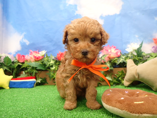 トイ・プードル