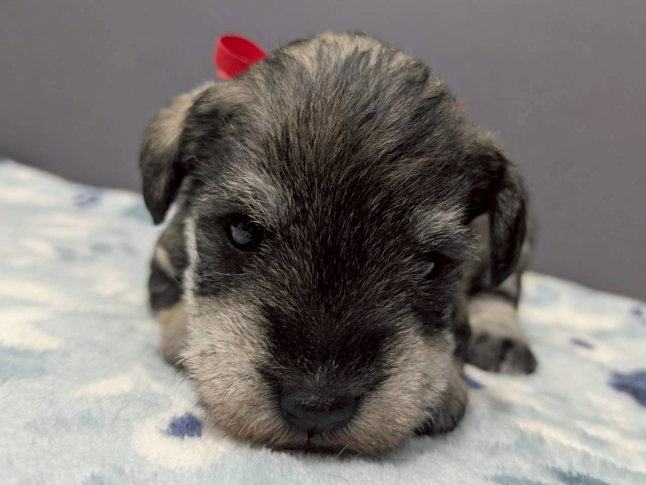 ミニチュア・シュナウザー