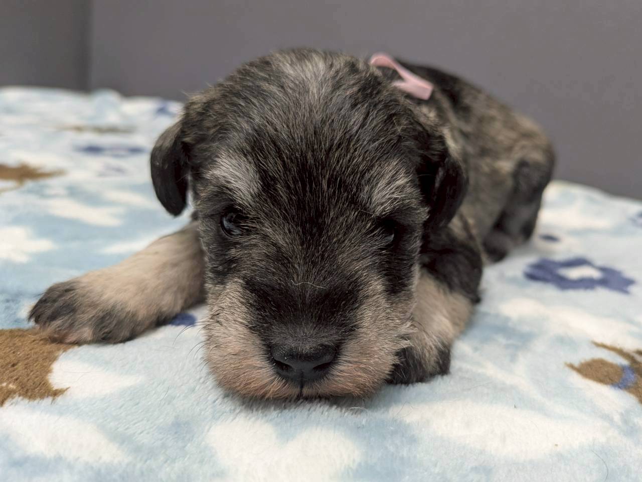 ミニチュア・シュナウザー