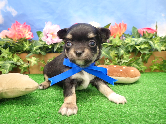 チワワ（ロングコート）