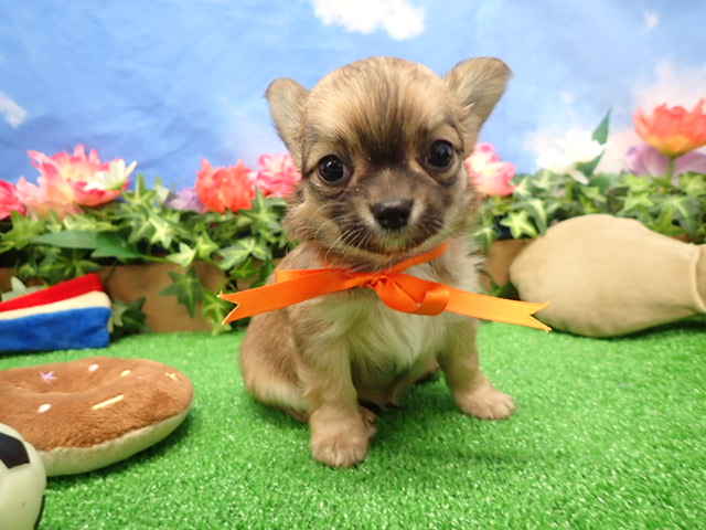 チワワ（ロングコート）