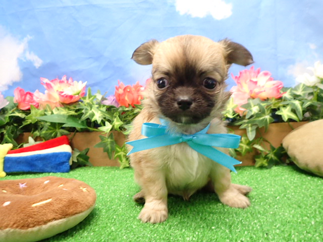 チワワ（ロングコート）