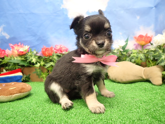 チワワ（ロングコート）