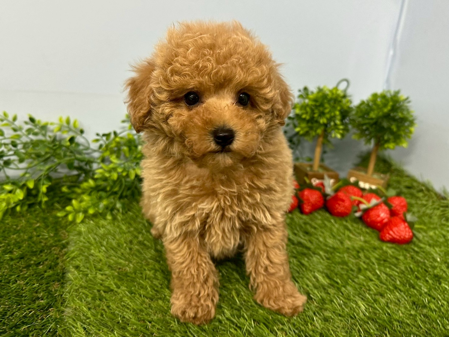 赤ちゃん写真3-1