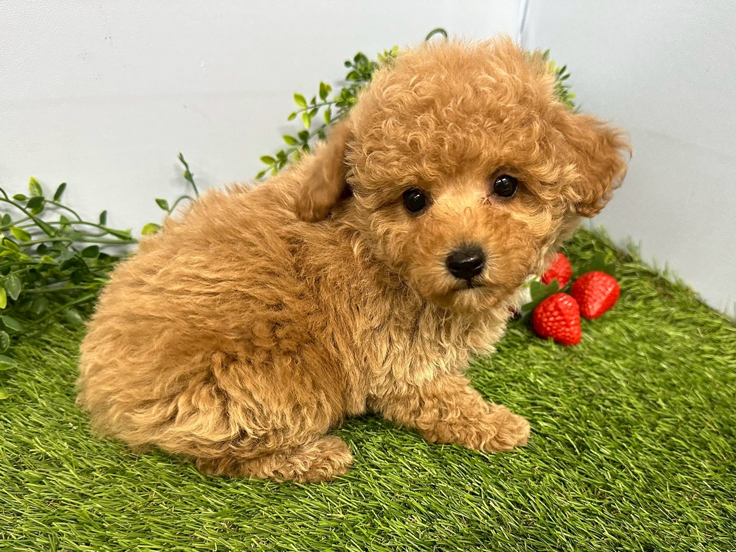 赤ちゃん写真3-2