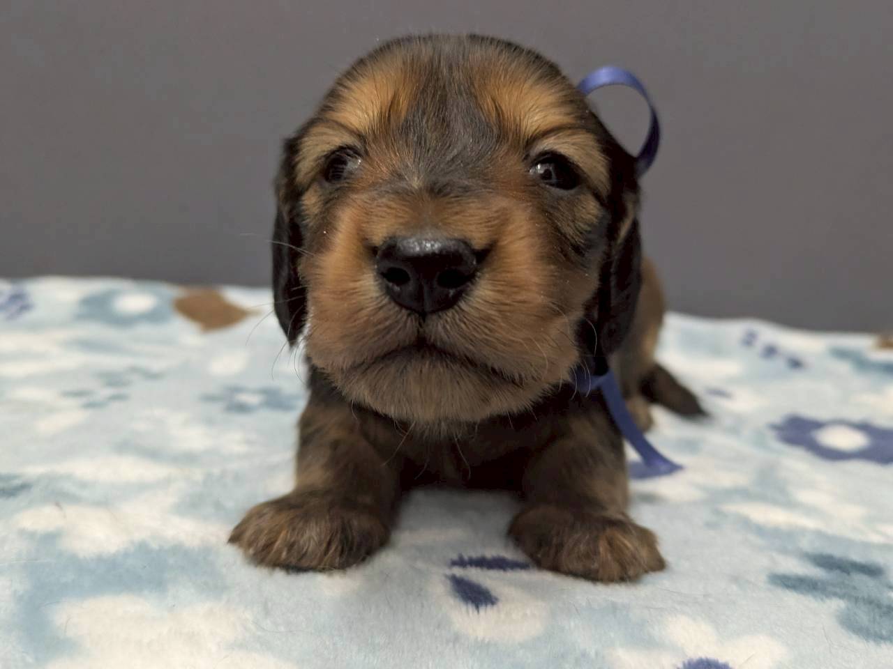 ミニチュア・ダックスフンド