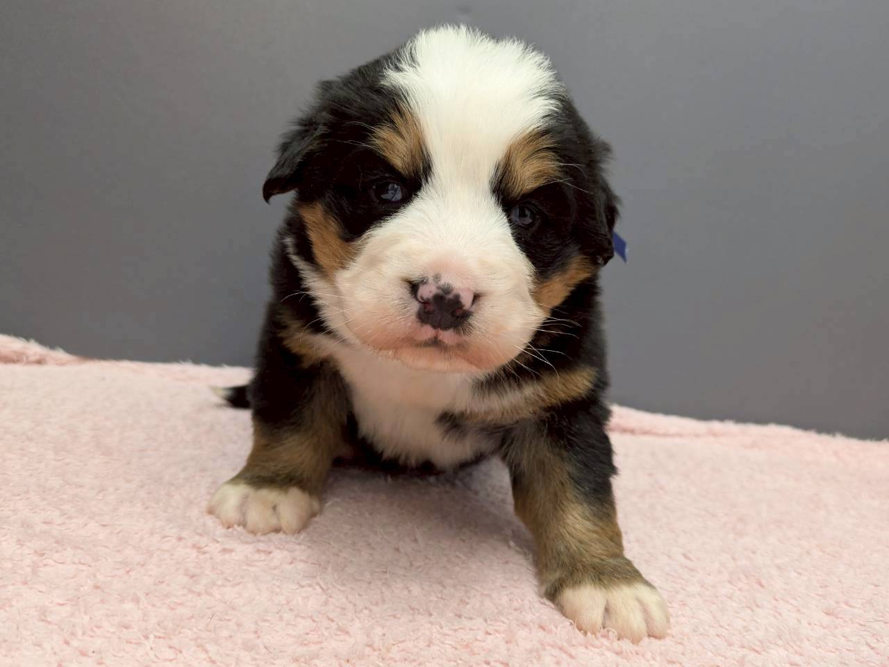 バーニーズマウンテンドッグ