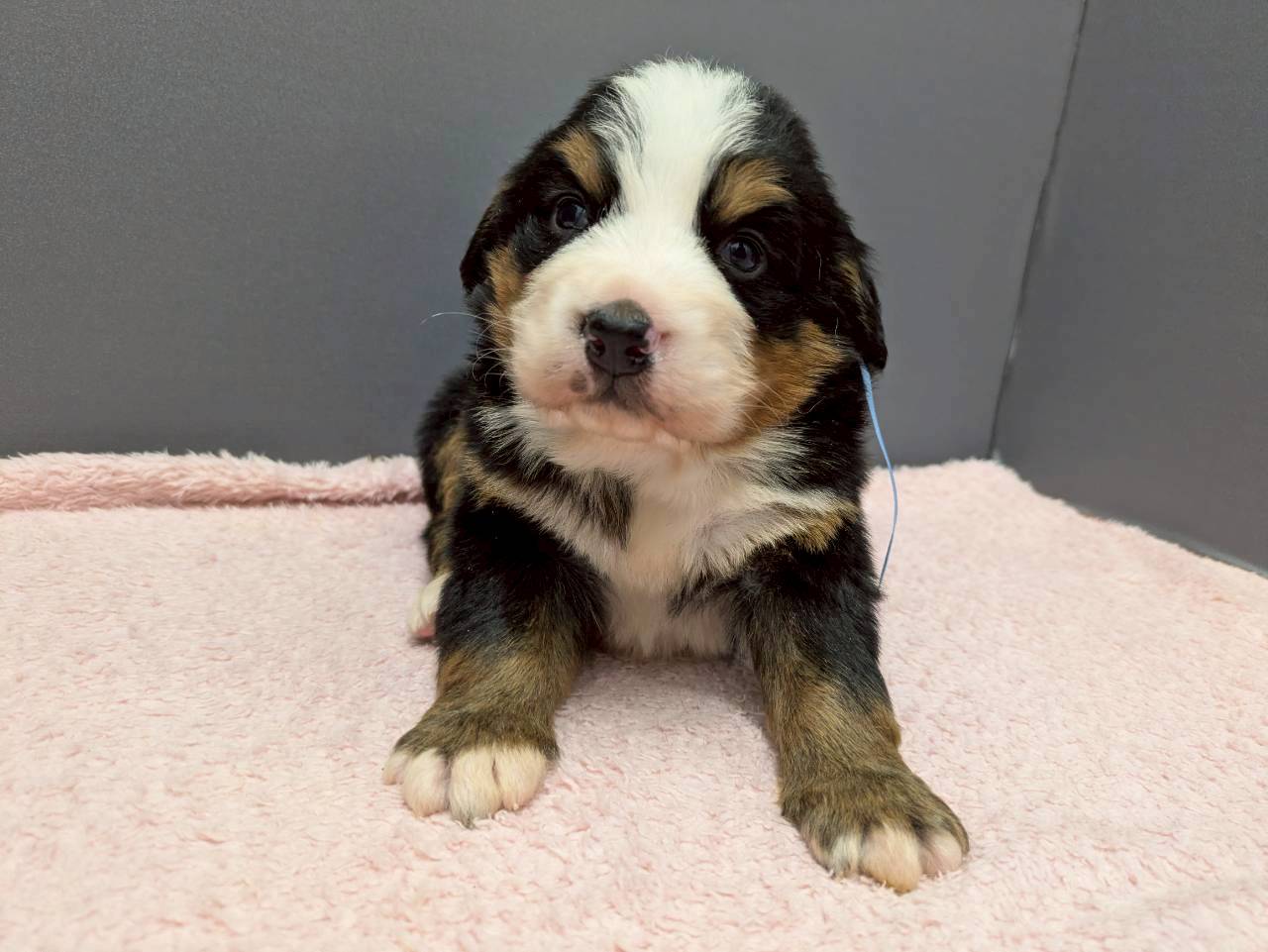 バーニーズマウンテンドッグ