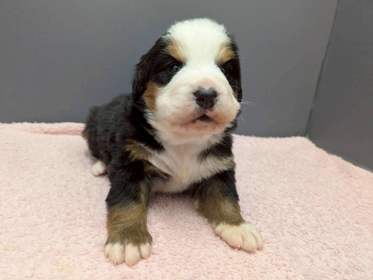 バーニーズマウンテンドッグ