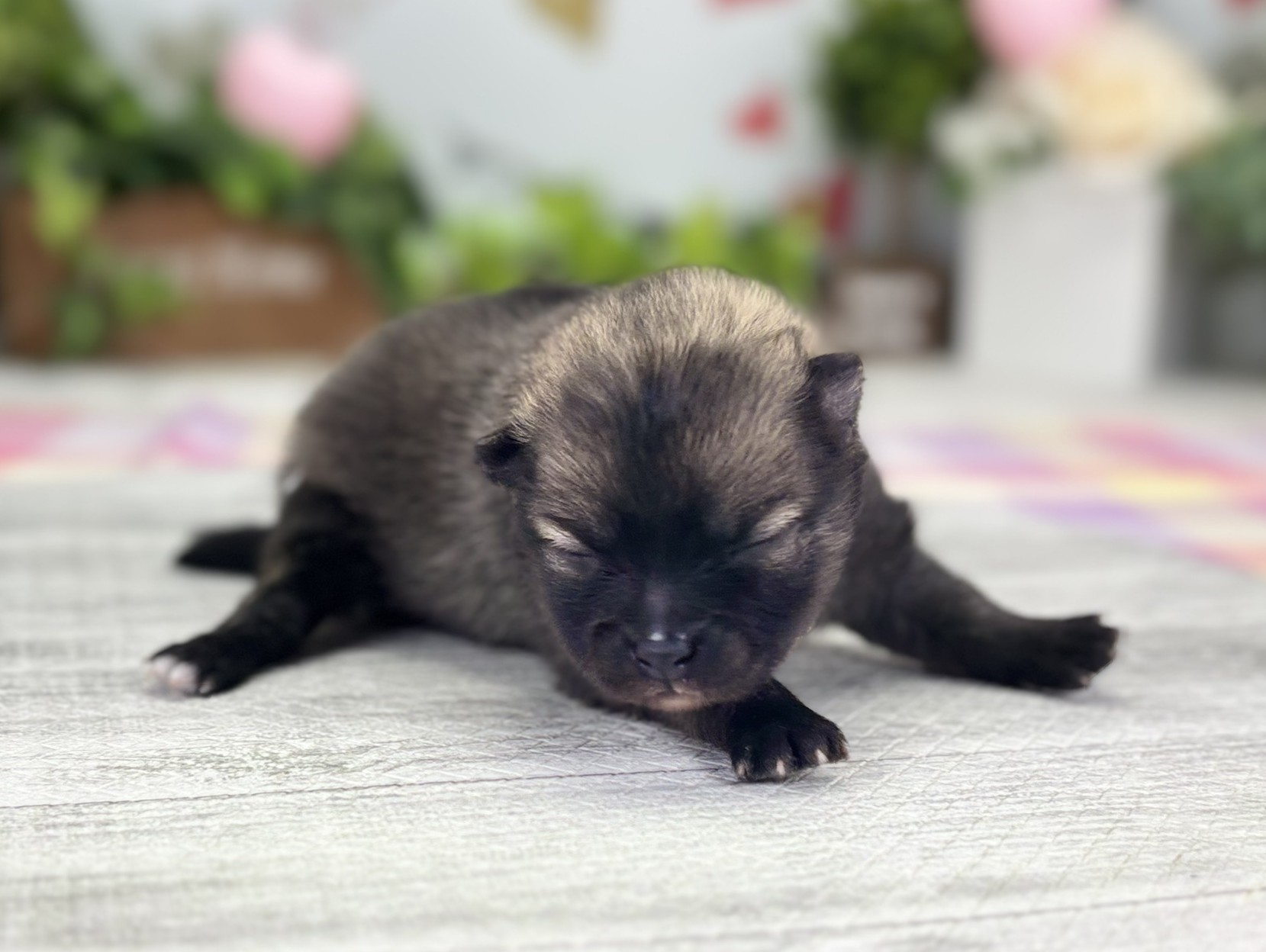 赤ちゃん写真1-1