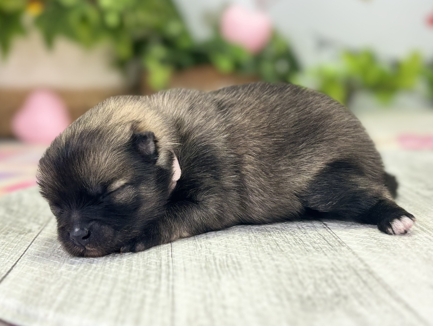 赤ちゃん写真1-2