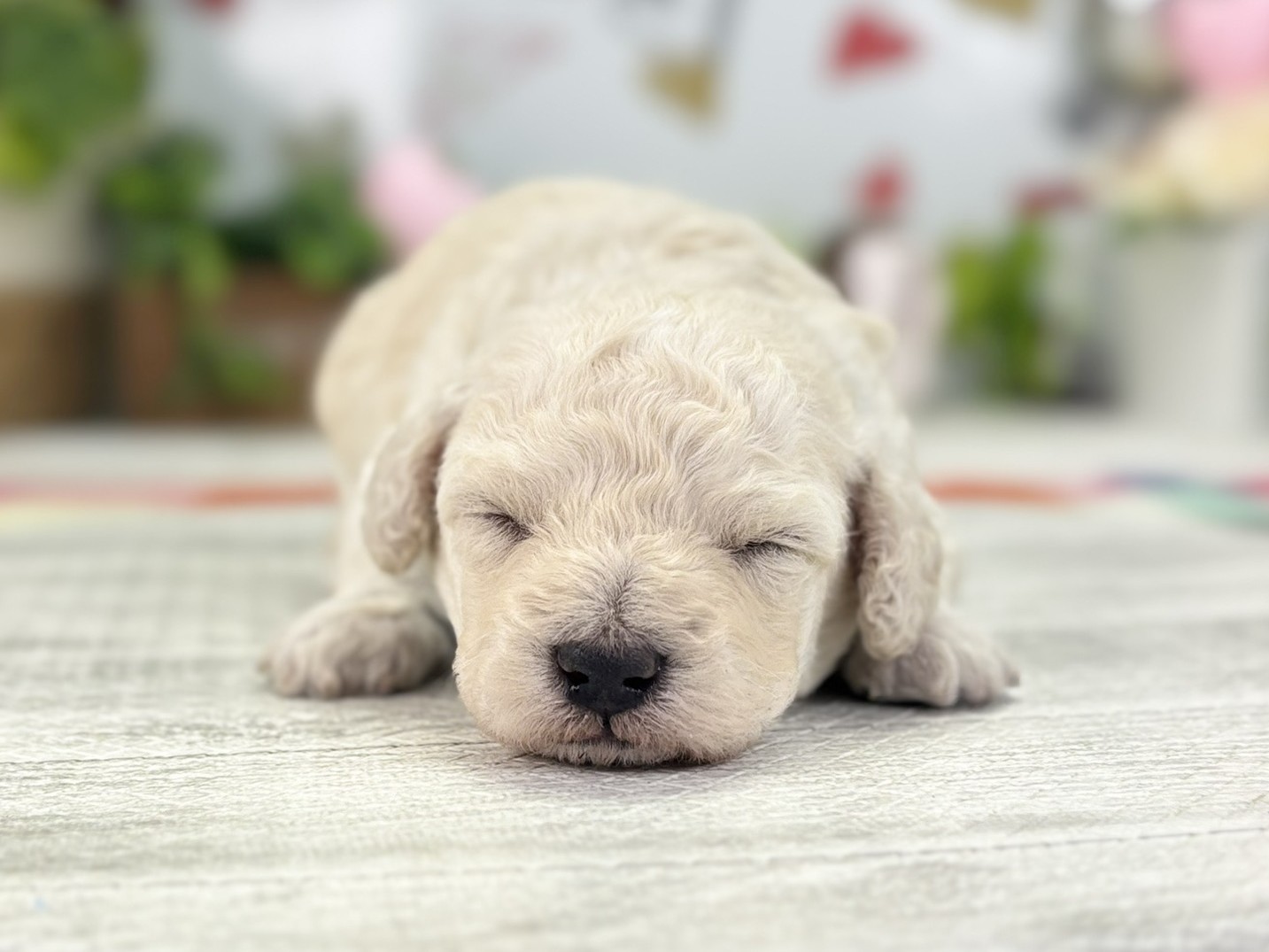 赤ちゃん写真1-1