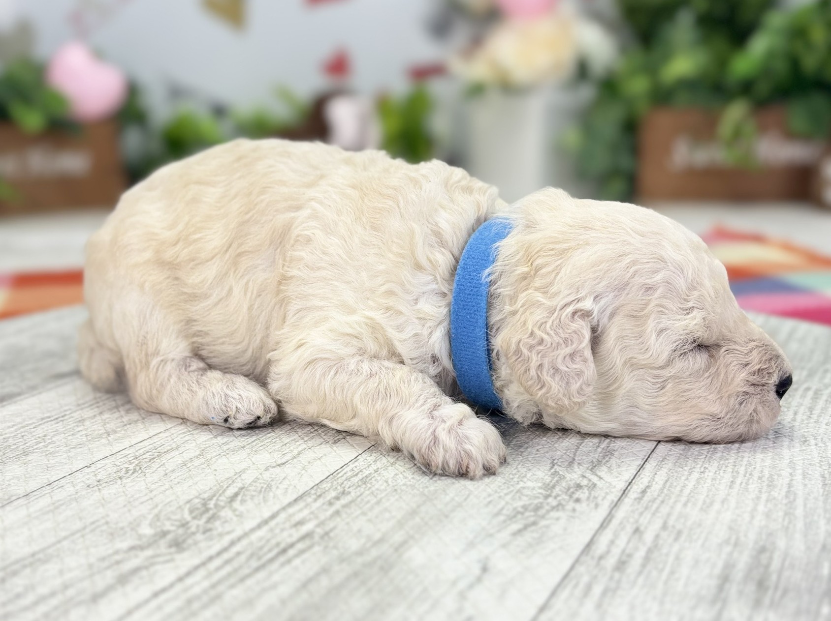 赤ちゃん写真1-2