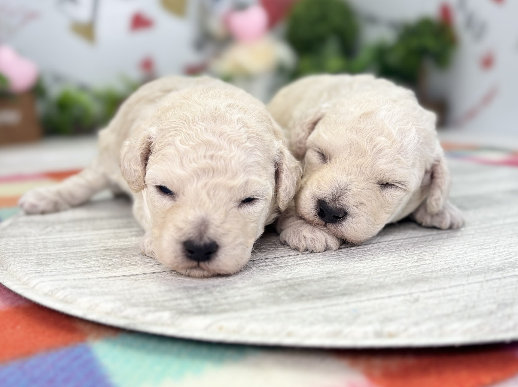 赤ちゃん写真1-3