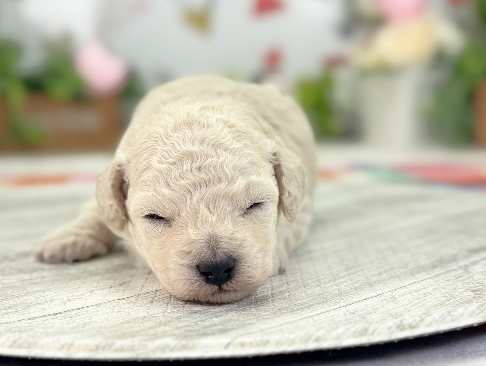 赤ちゃん写真1-1