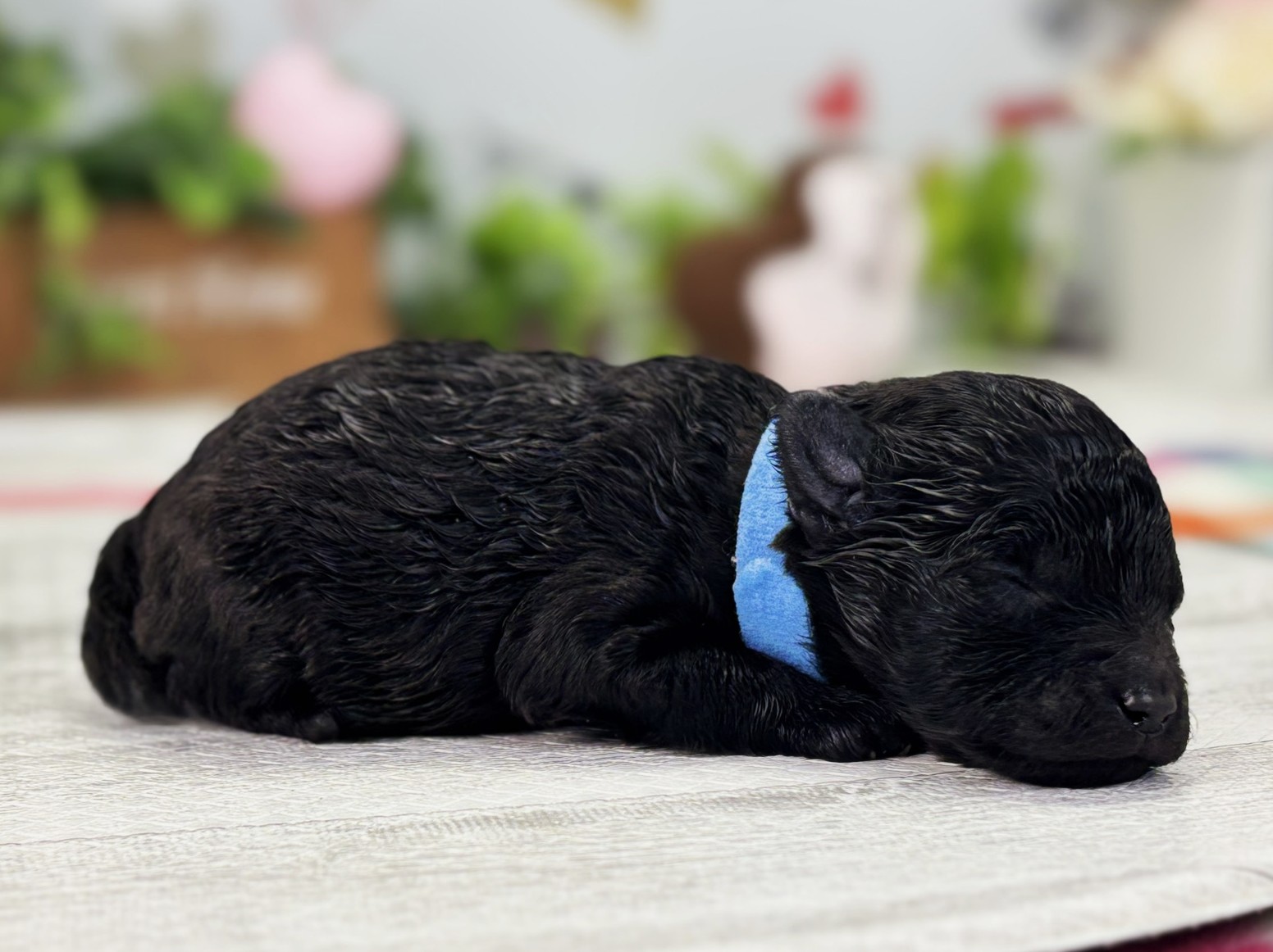 赤ちゃん写真1-2