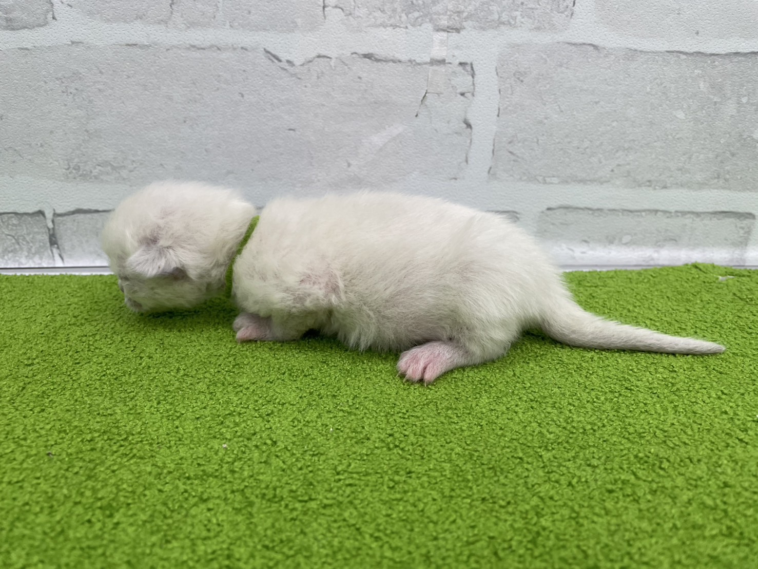 赤ちゃん写真1-2