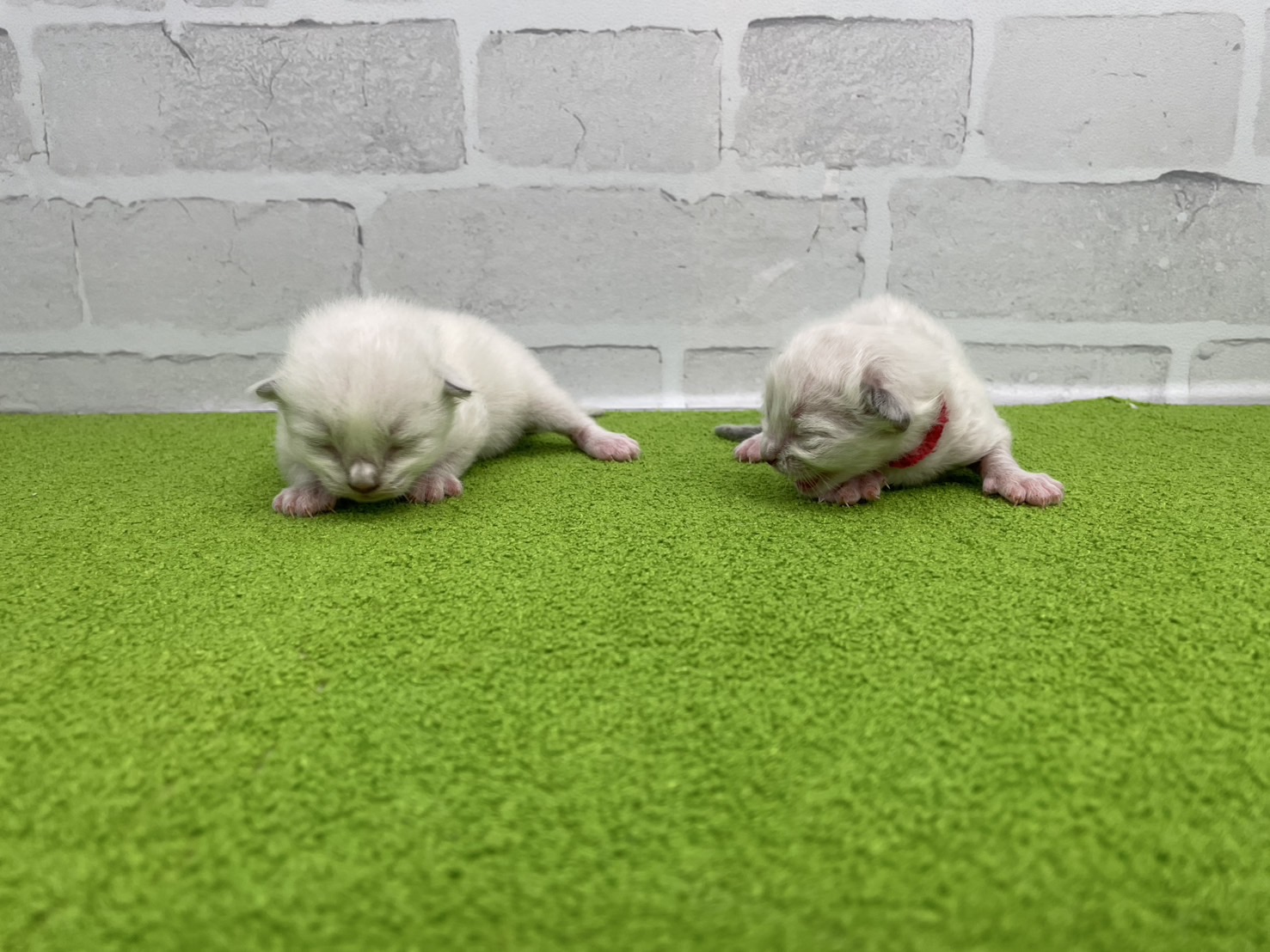 赤ちゃん写真1-3