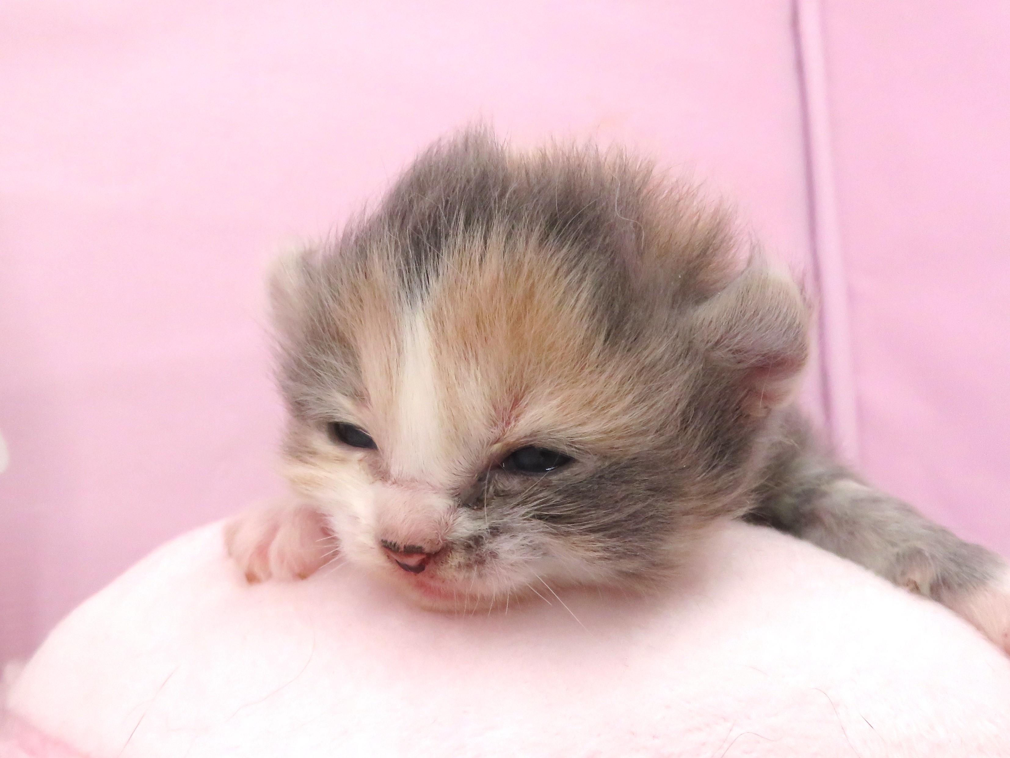 赤ちゃん写真1-1