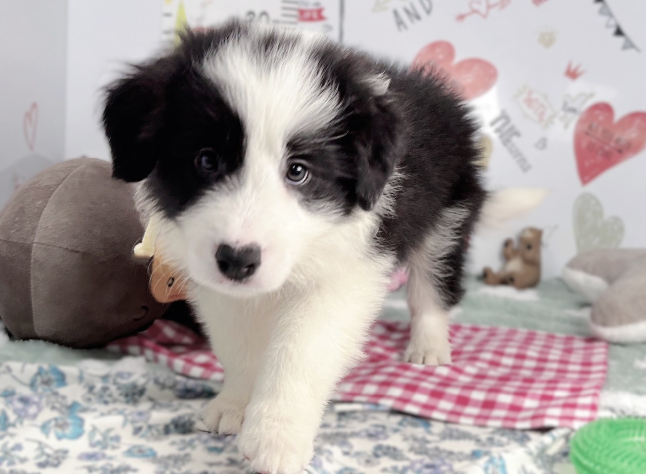 ボーダーコリー