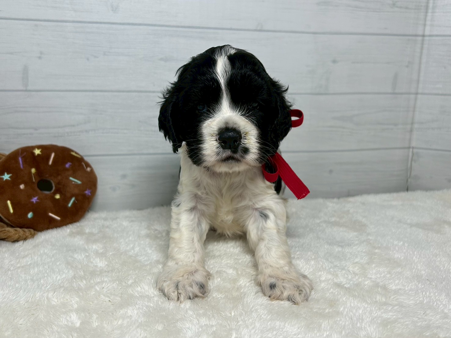 アメリカン・コッカースパニエル