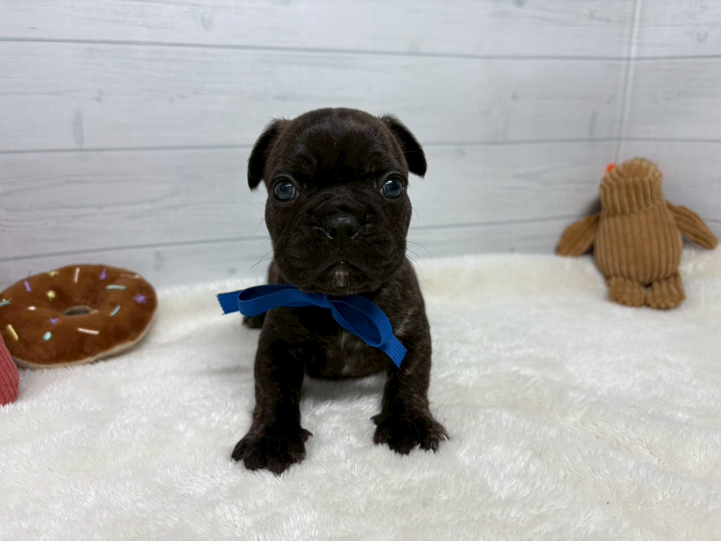 フレンチブルドッグ