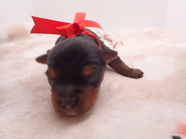 赤ちゃん写真1-1