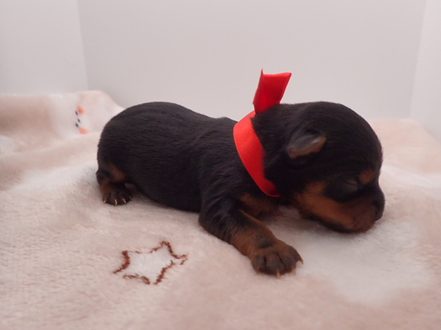 赤ちゃん写真1-2