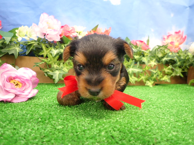 赤ちゃん写真2-1