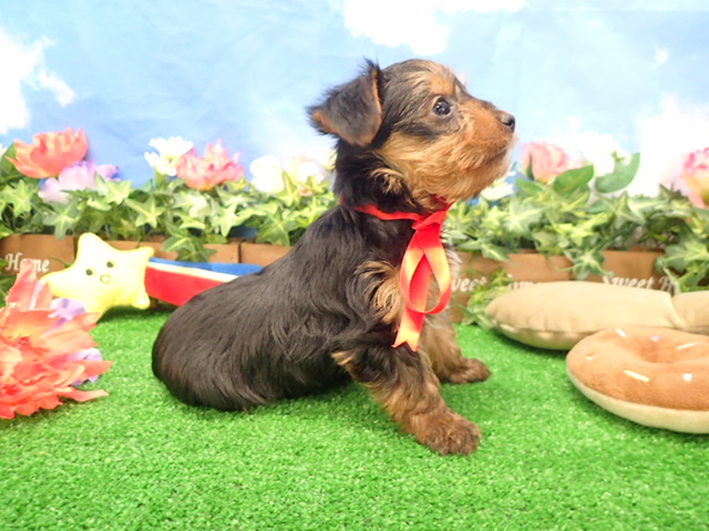 赤ちゃん写真3-2