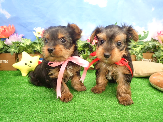 赤ちゃん写真3-3