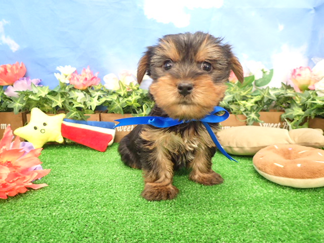 ヨークシャーテリア