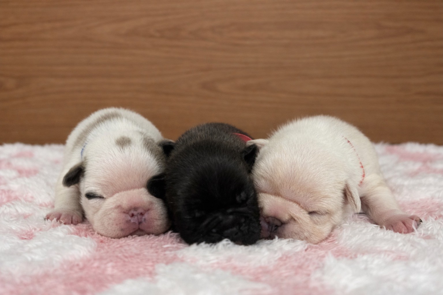 赤ちゃん写真1-3